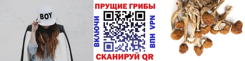 Галлюциногенные грибы Psilocybe  Купить  Кстово 